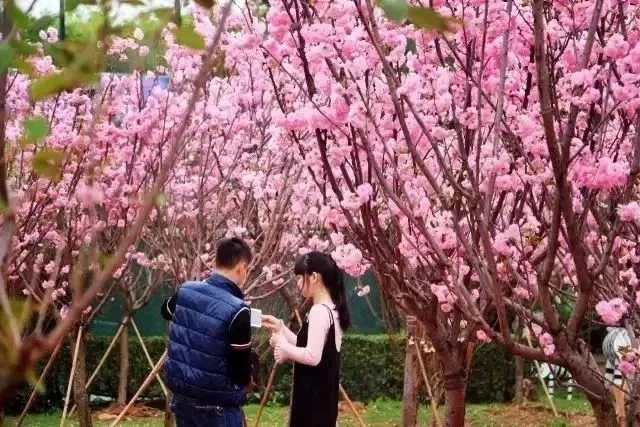 大觀園春節(jié)一大波福利來襲，櫻花、恐龍展、千畝花海一應俱全！